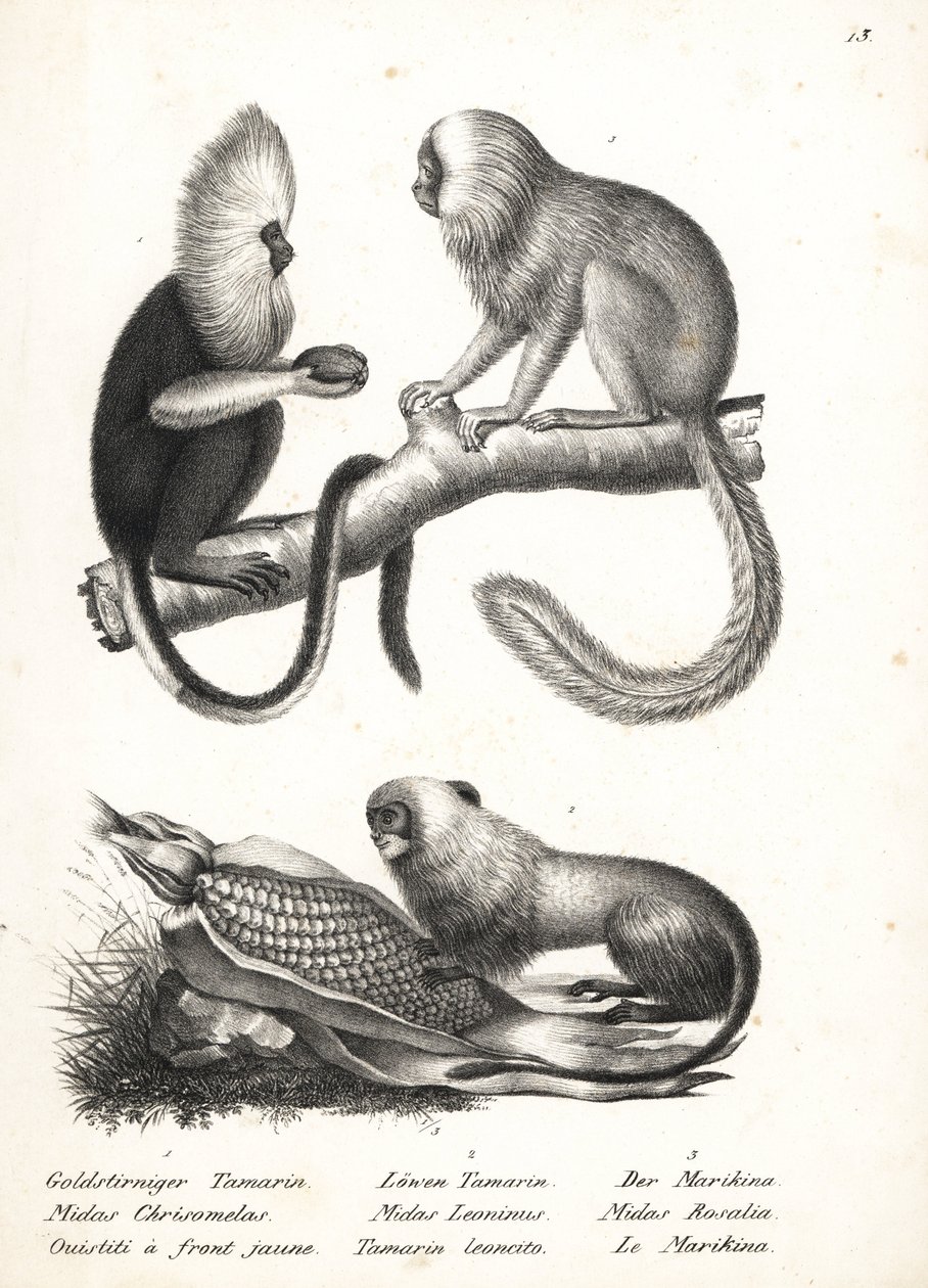 Buffy-gesichtiger Marmoset und Goldener Löwenaffe von Karl Joseph Brodtmann