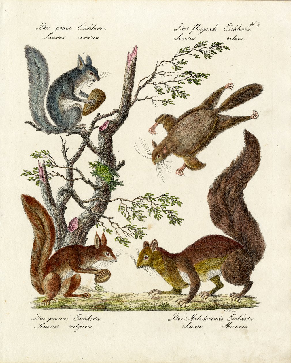 Verschiedene Eichhörnchenarten von Karl Joseph Brodtmann