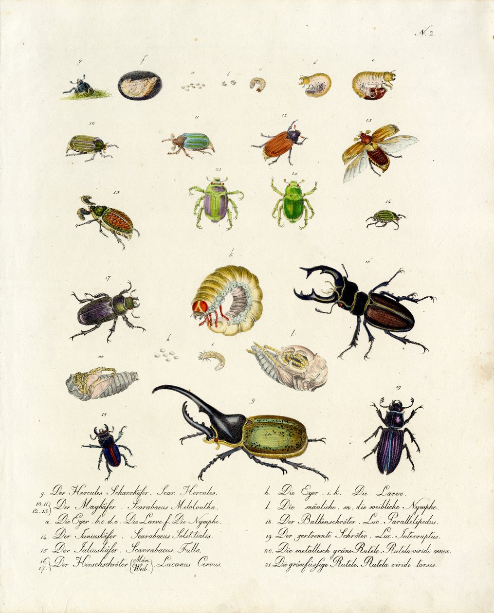 Verschiedene Käferarten und ihre Entwicklungsstadien von Karl Joseph Brodtmann