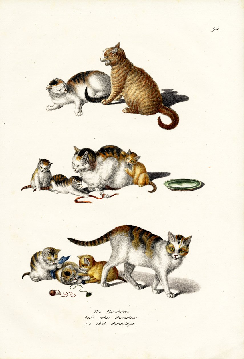 Hauskatzen, 1824 von Karl Joseph Brodtmann
