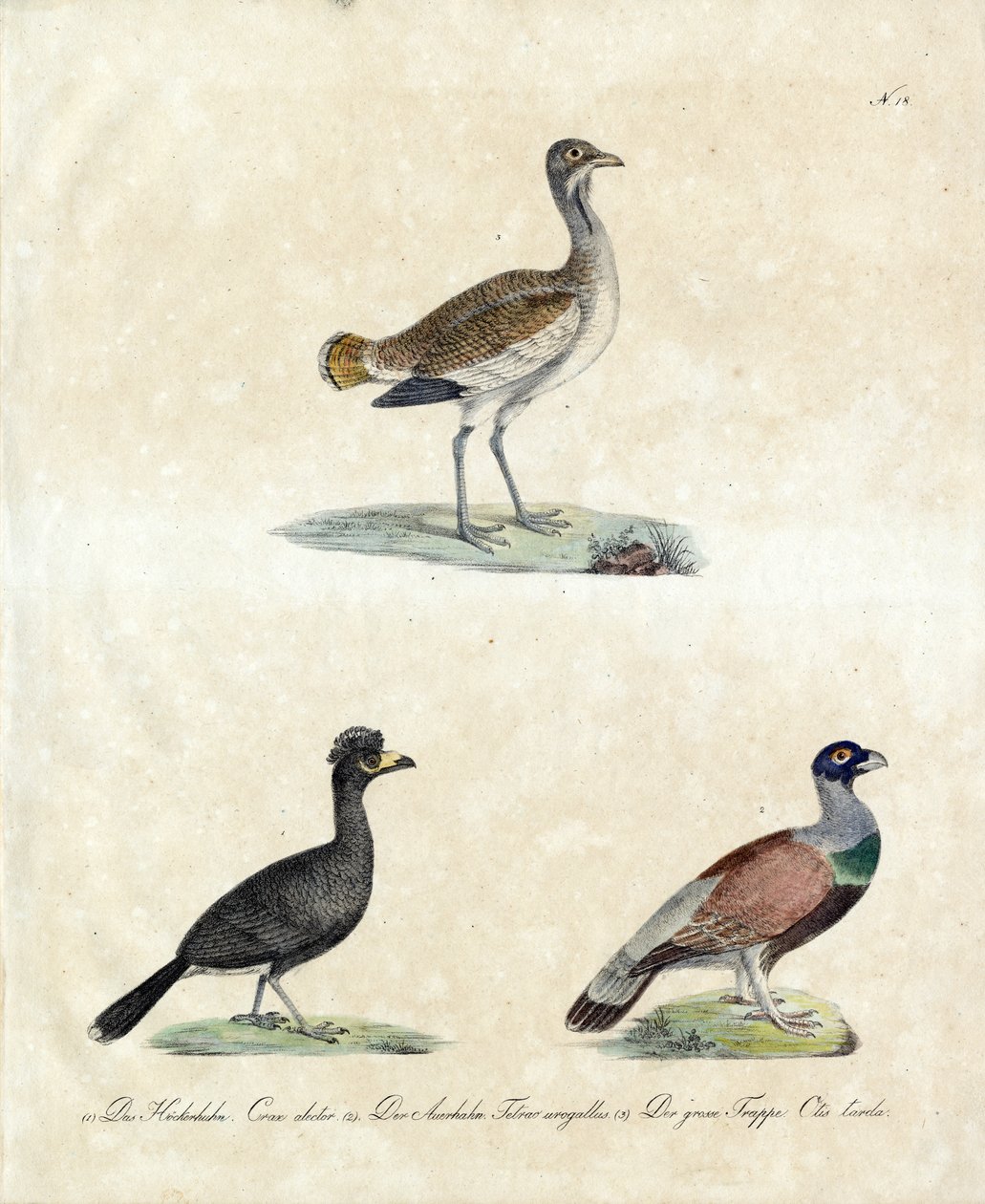 Europäische Wildvögel von Karl Joseph Brodtmann