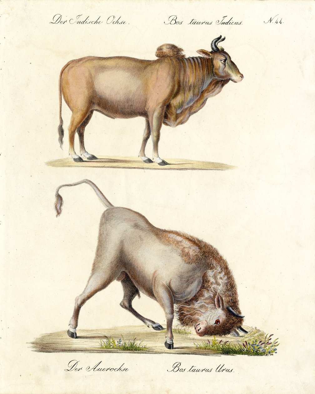 Indischer Zebu und Auerochse von Karl Joseph Brodtmann