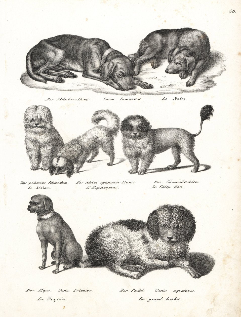 Lurcher oder Matin-Hund, Bichon, Spanischer Hund, Chow Chow, Mops, Canis fricator und Pudel von Karl Joseph Brodtmann