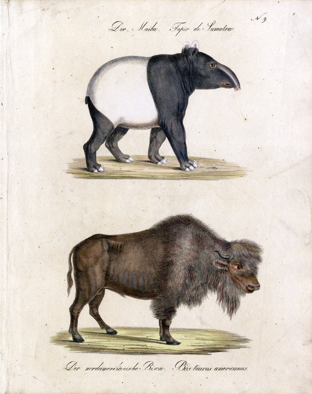 Malaiischer Tapir und Amerikanischer Bison von Karl Joseph Brodtmann