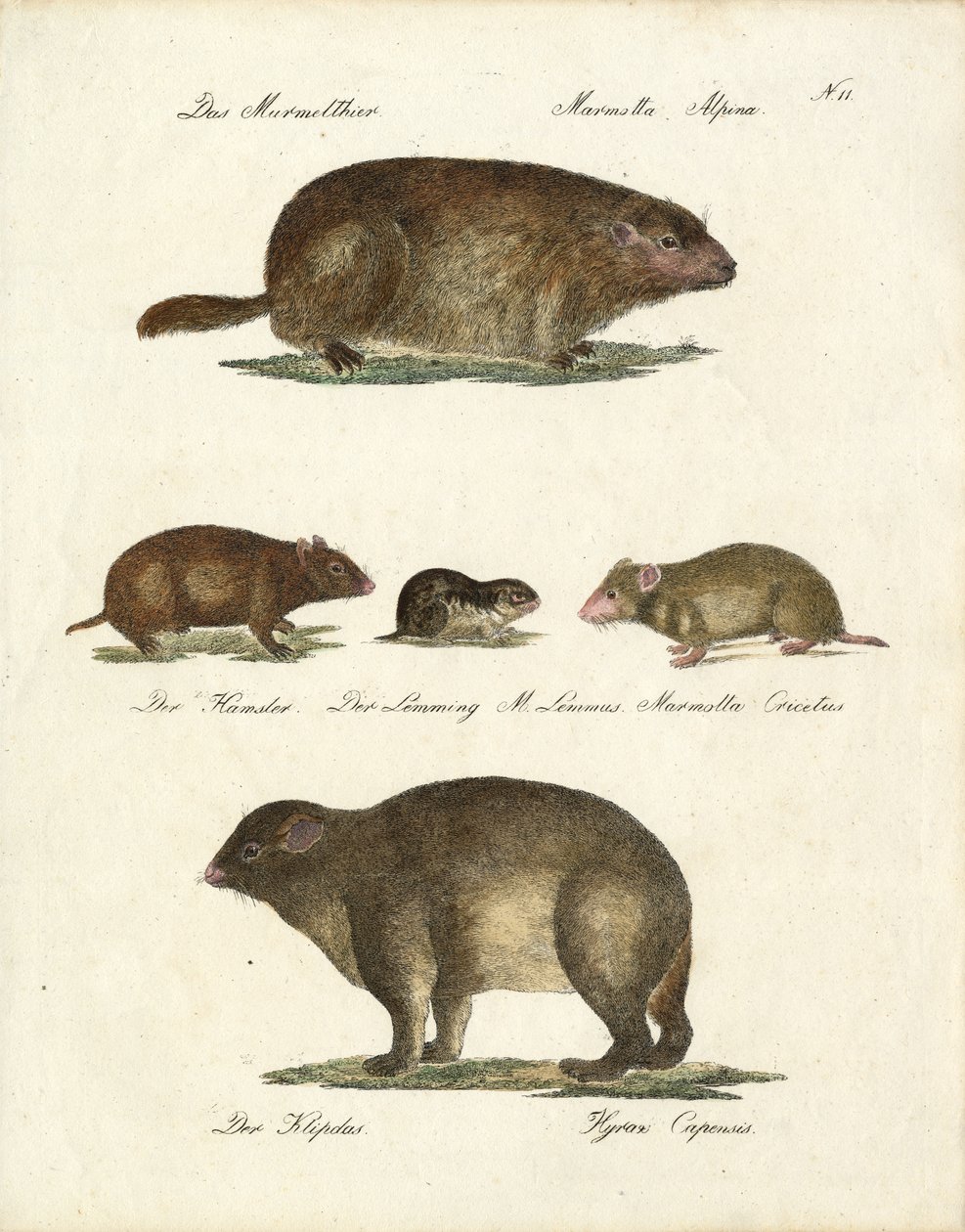 Murmeltier und andere Nagetiere von Karl Joseph Brodtmann