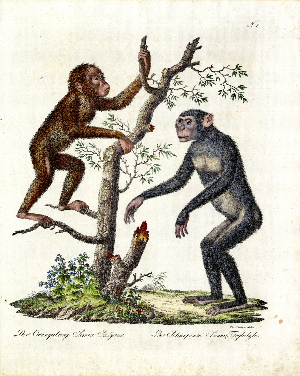 Orang-Utan und Schimpanse (Druck) von Karl Joseph Brodtmann