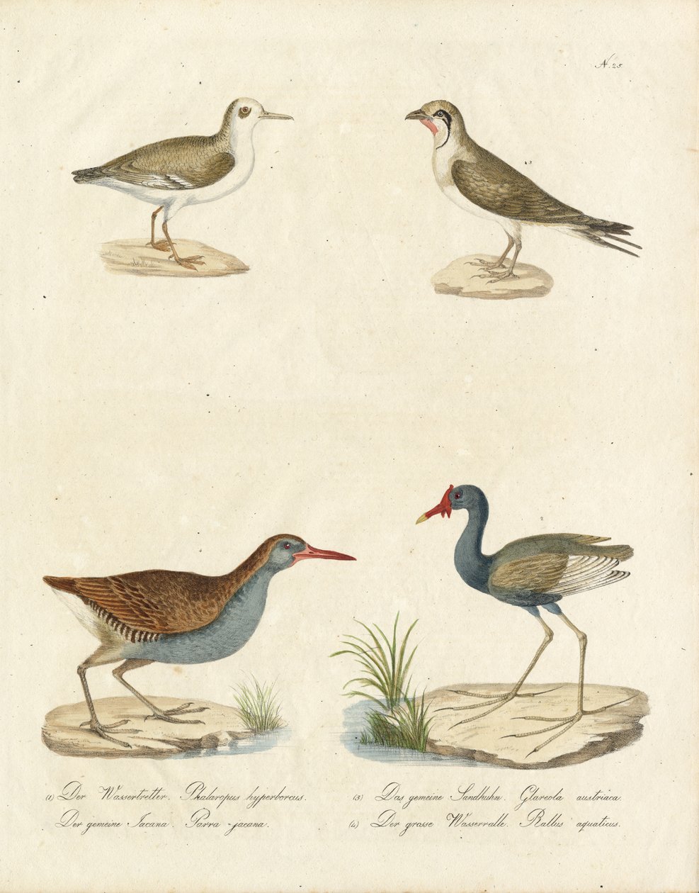 Phalarope, Seeschwalbe, Jacana und Wasserralle von Karl Joseph Brodtmann