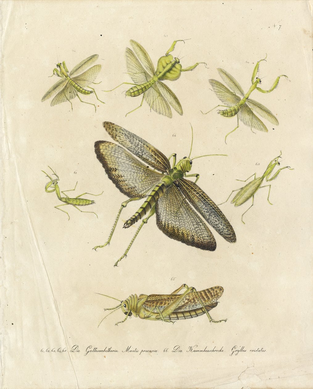 Gottesanbeterinnen und Heuschrecken (Druck) von Karl Joseph Brodtmann