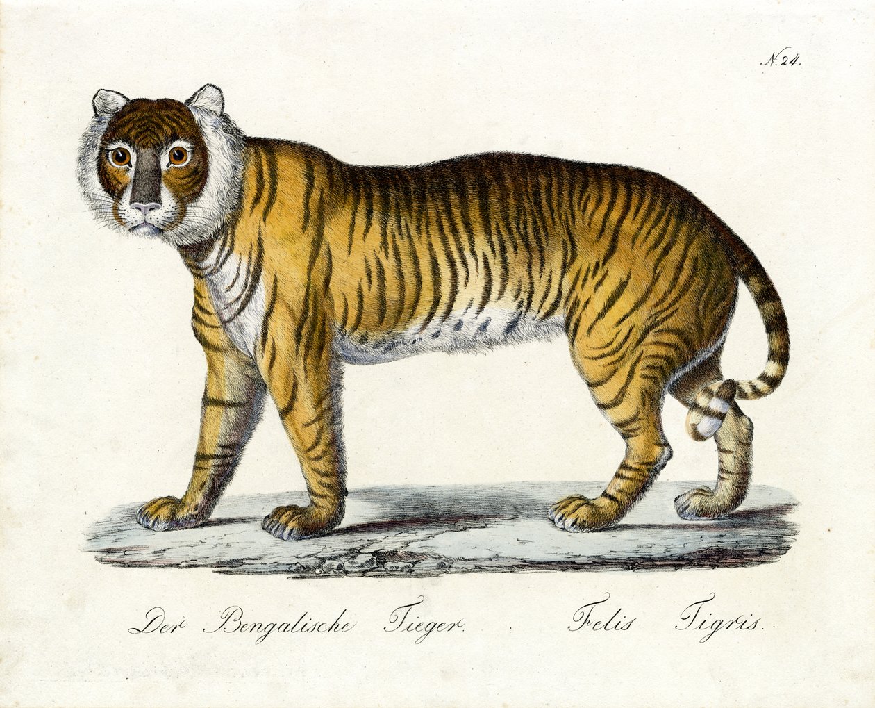 Der Bengalische Tiger von Karl Joseph Brodtmann