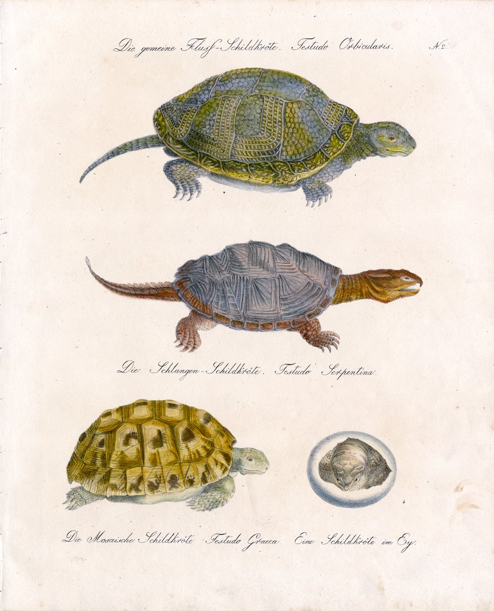 Verschiedene Schildkrötenarten von Karl Joseph Brodtmann