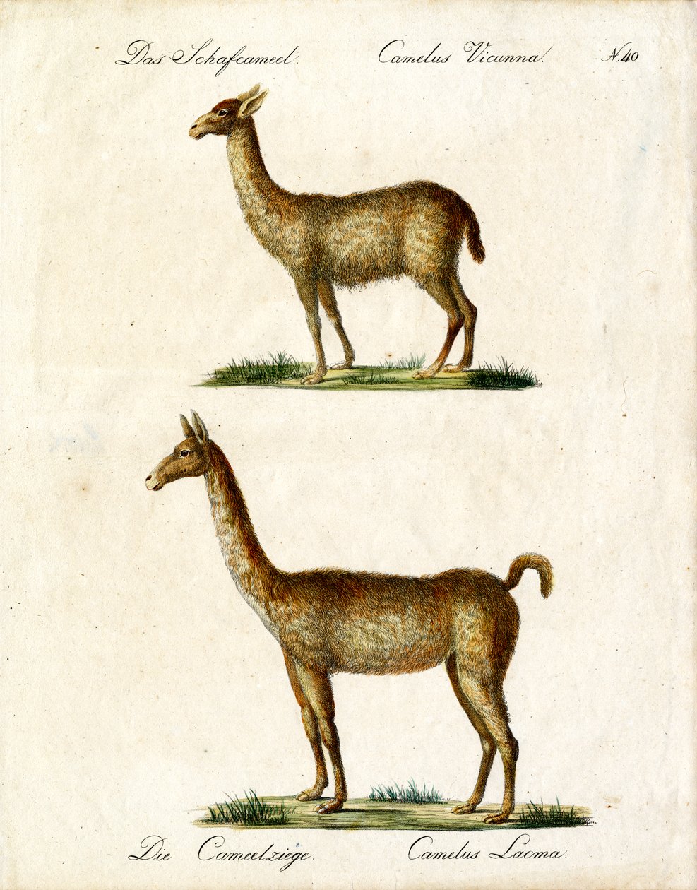 Vicuña und Lama von Karl Joseph Brodtmann