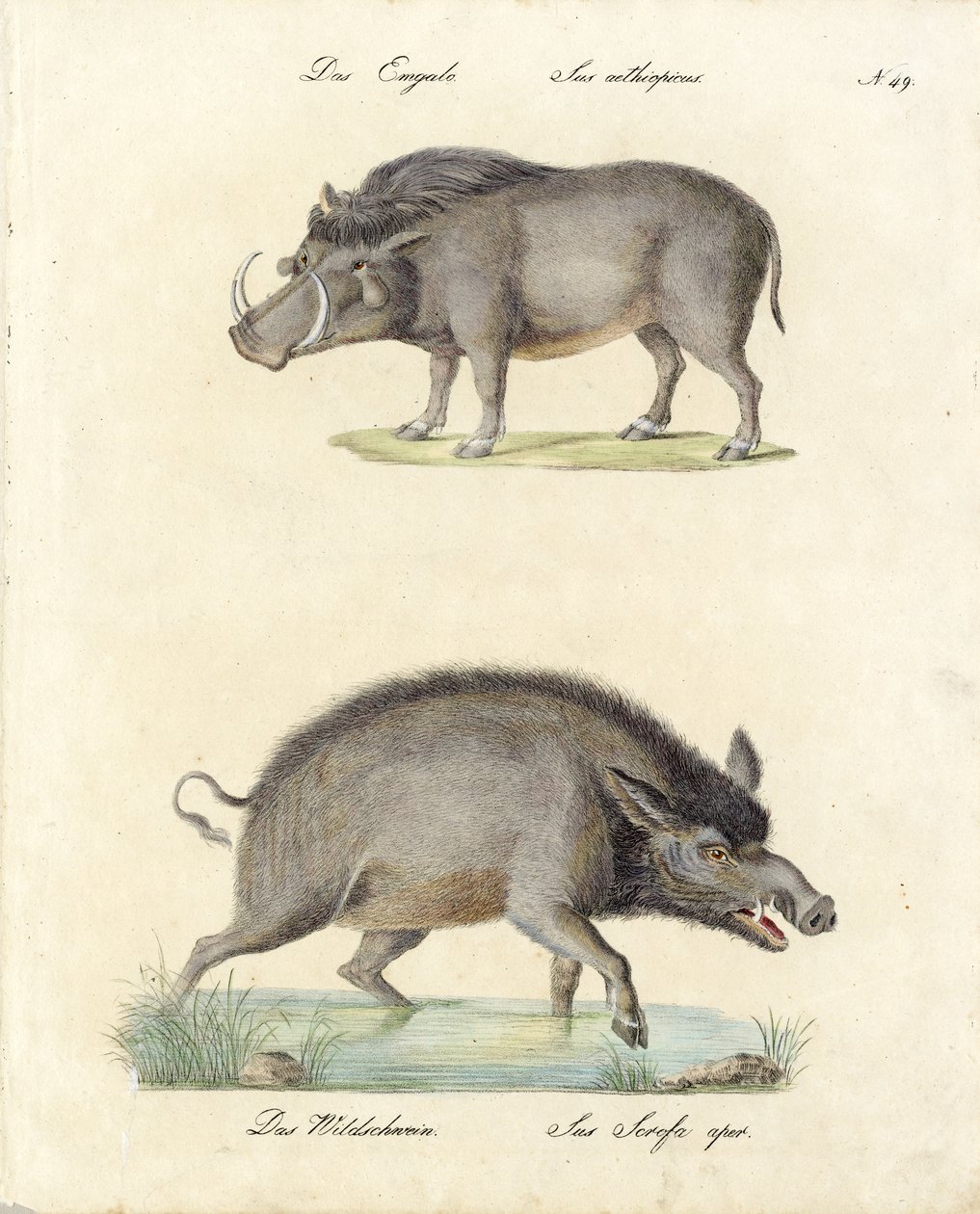 Warzenschwein und Wildschwein (Druck) von Karl Joseph Brodtmann