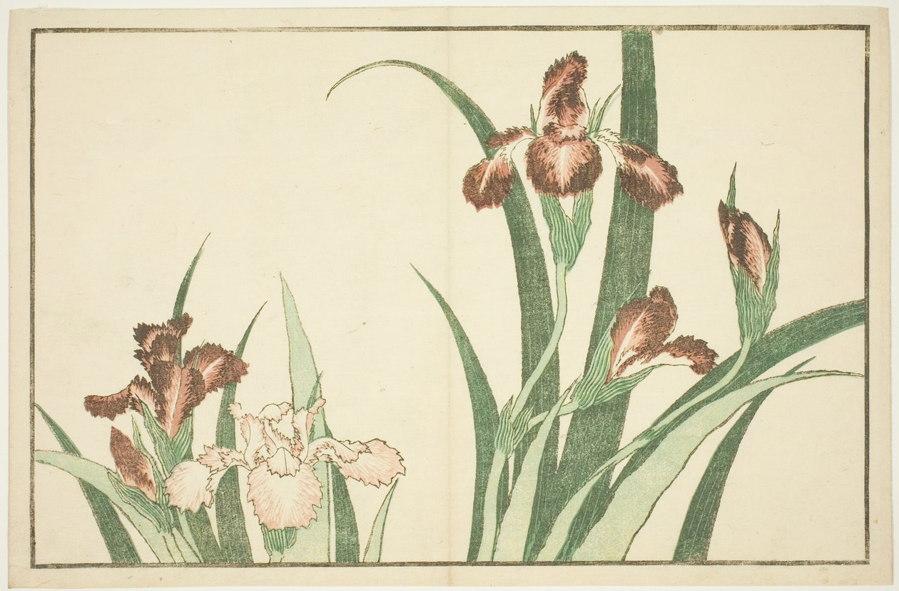 Iris, aus dem Bilderbuch der realistischen Gemälde von Hokusai (Hokusai shashin gafu) von Katsushika Hokusai