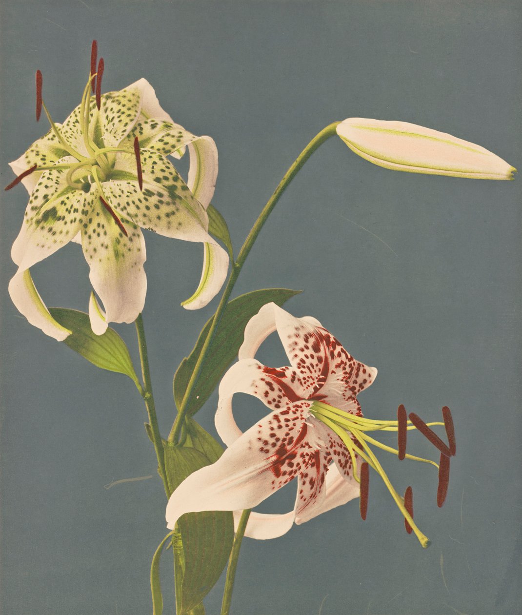 Lilien, 1897 von Kazumasa Ogawa