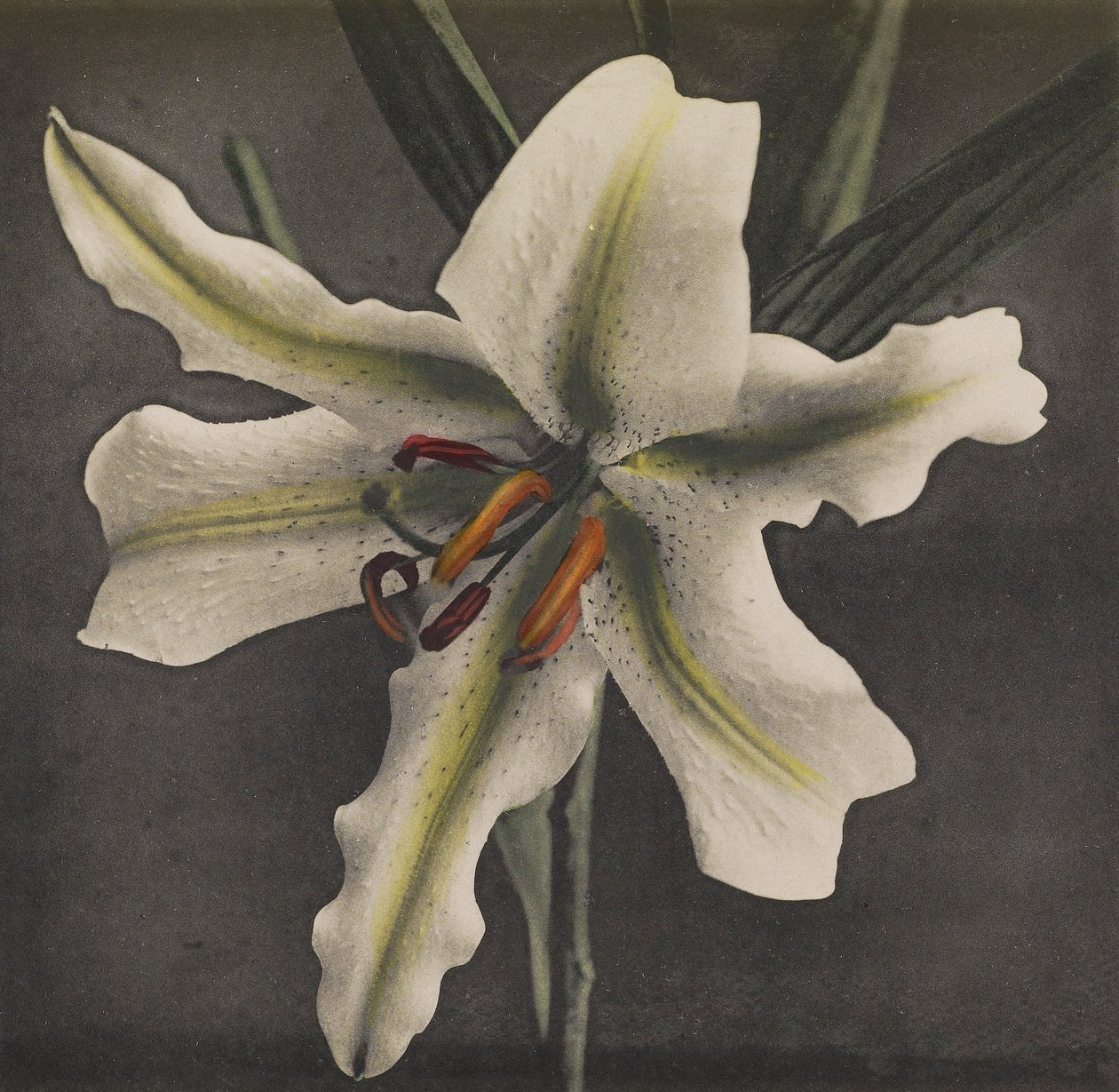 Lilie, 1896 von Kazumasa Ogawa