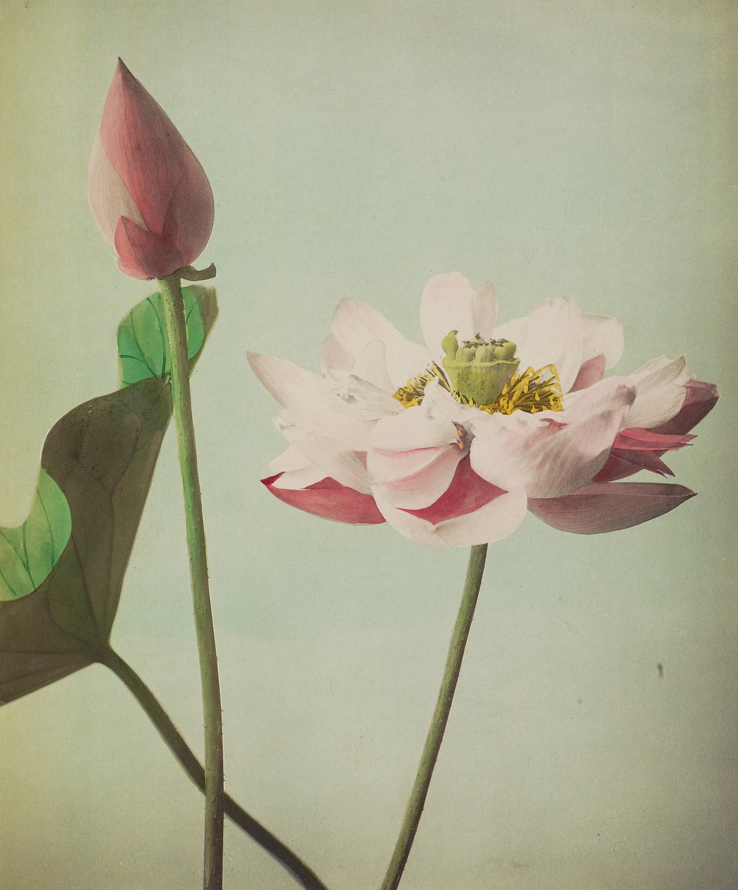 Lotus, 1896 von Kazumasa Ogawa