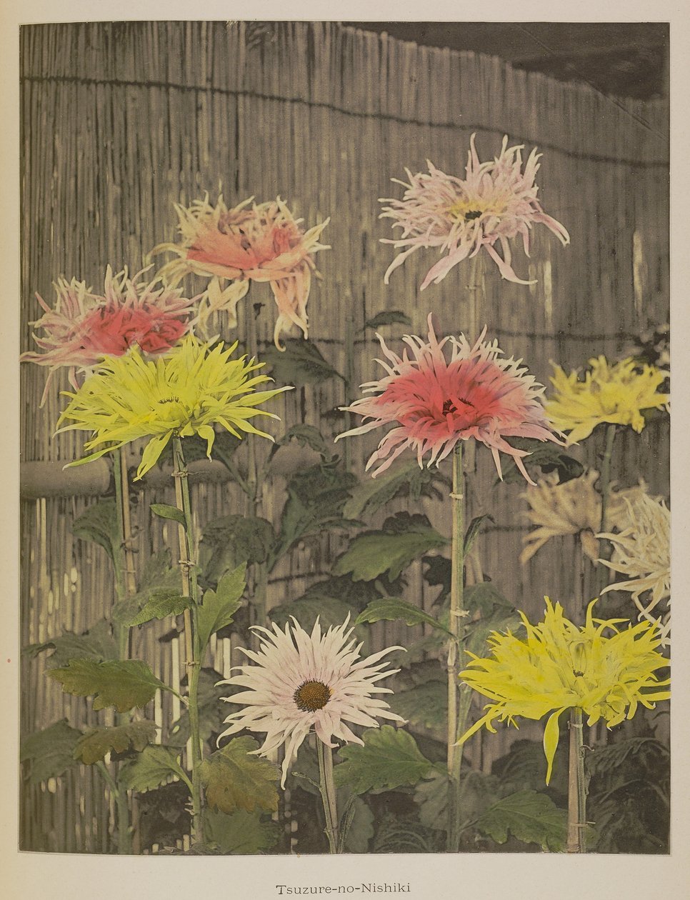 Tsuzure-no-Nishiki von Kazumasa Ogawa