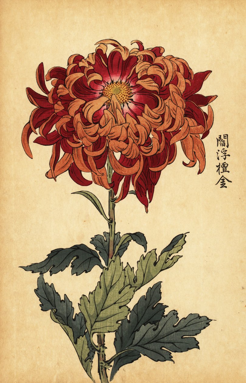 Hybride orange und purpurrote Chrysantheme von Keika Hasegawa