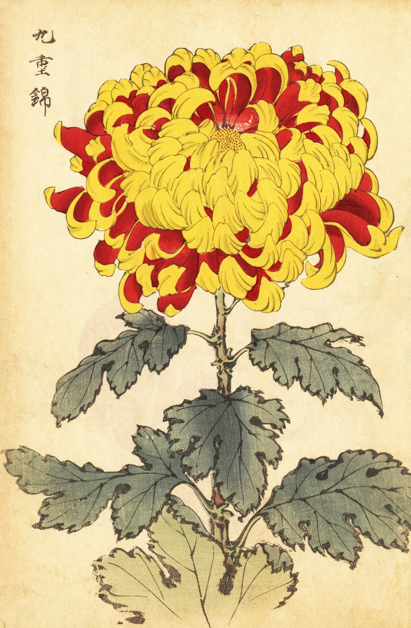 Hybride scharlachrote und gelbe Chrysantheme (Gravur) von Keika Hasegawa