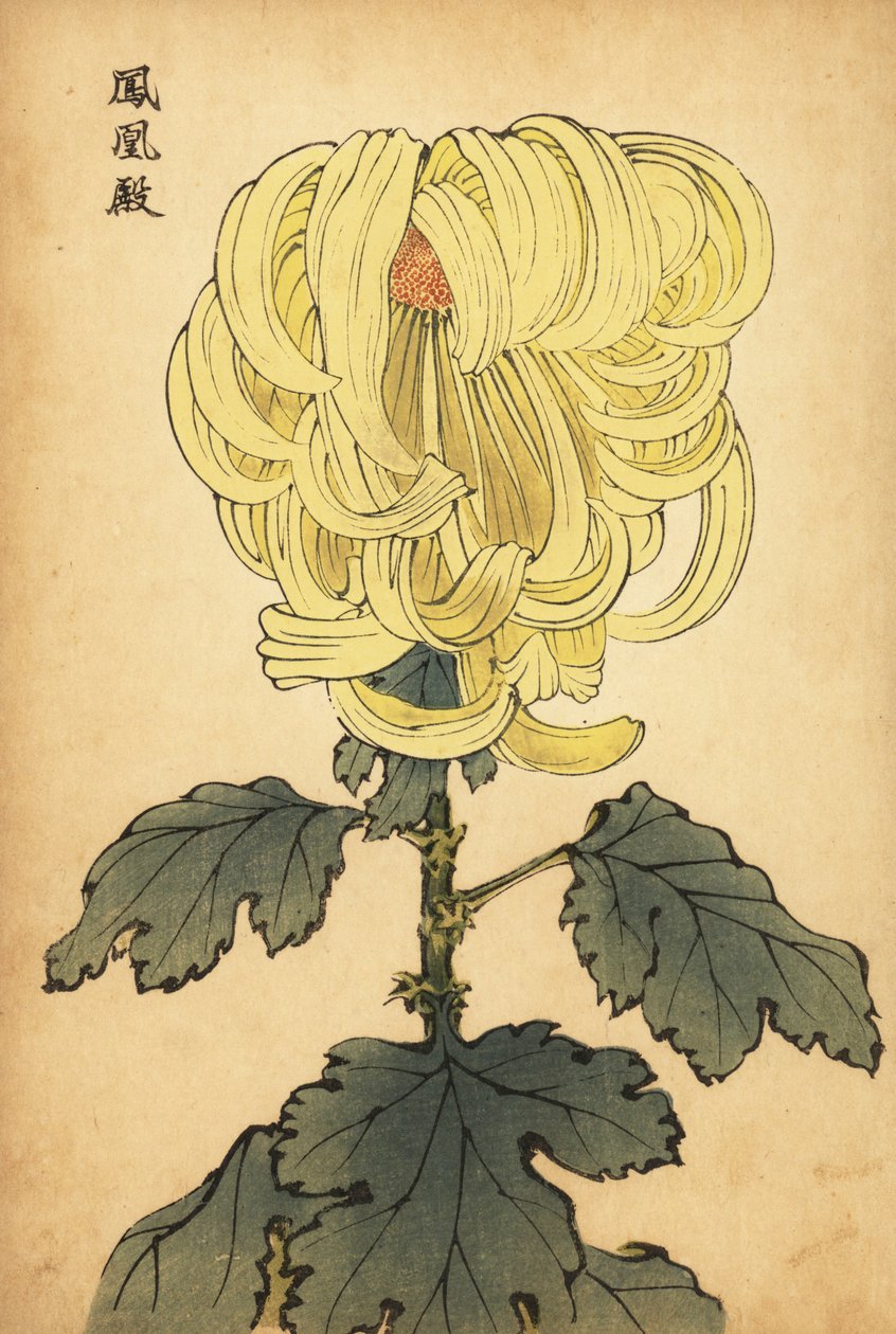 Hybride gelbe Chrysantheme, 1893 (Gravur) von Keika Hasegawa