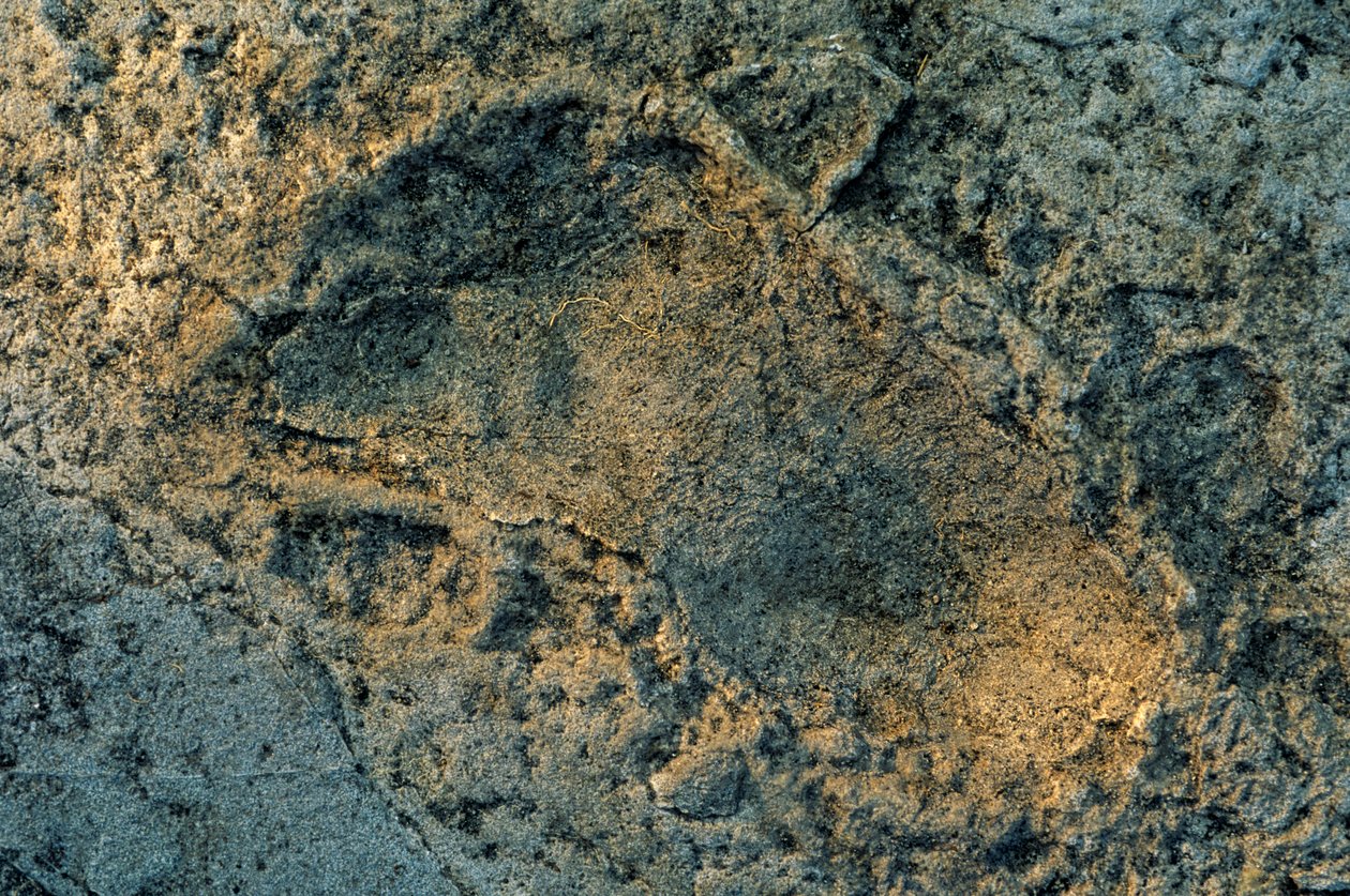 Menschenähnliche Füße, Laetoli-Spuren, DOH; Die ersten Schritte, 3,6 Millionen Jahre alt, Fußabdruck von Kenneth Garrett