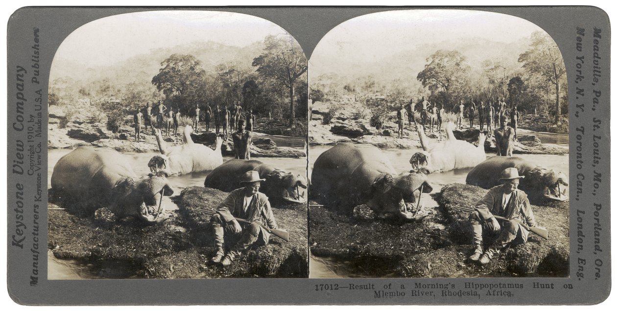 Ergebnis einer Morgenjagd auf Flusspferde am Mlembo-Fluss, Rhodesien, Afrika, 1910 von Keystone View Company