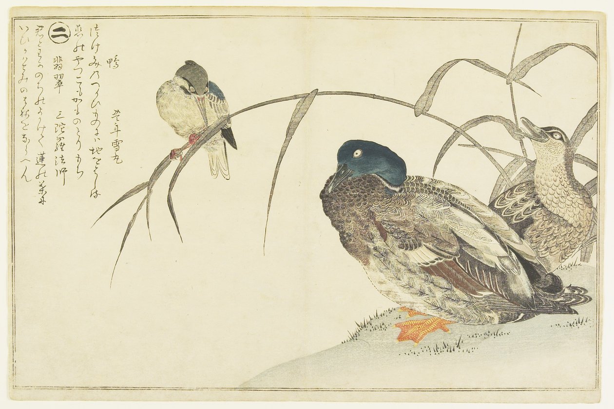 Stockenten und ein Eisvogel von Kitagawa Utamaro