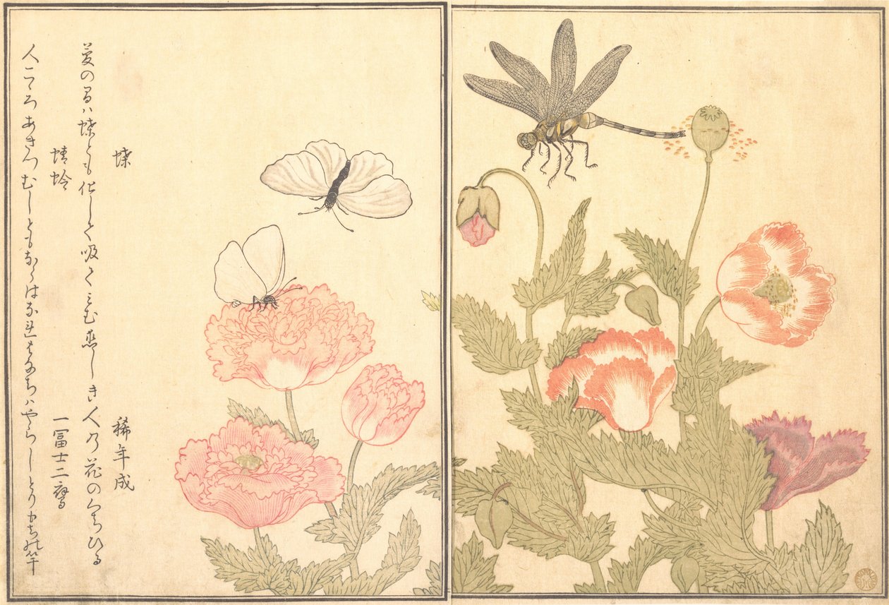 Schmetterling Cho, Libelle Kagero oder Tonbo, 1788 von Kitagawa Utamaro