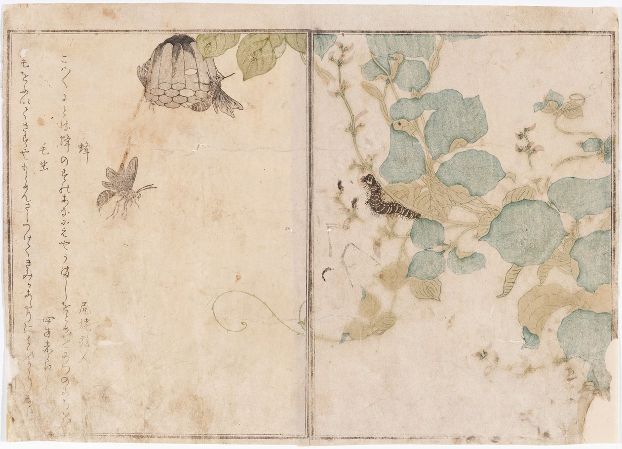 Raupe und Bienen von Kitagawa Utamaro