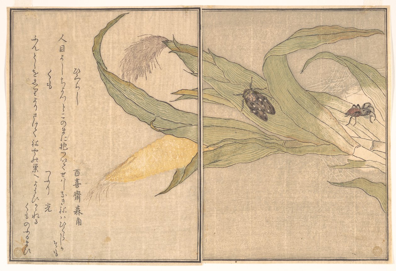 Abendzikade, Higurashi; Spinne, Kumo, aus dem Bilderbuch der kriechenden Kreaturen (Ehon mushi erami) von Kitagawa Utamaro
