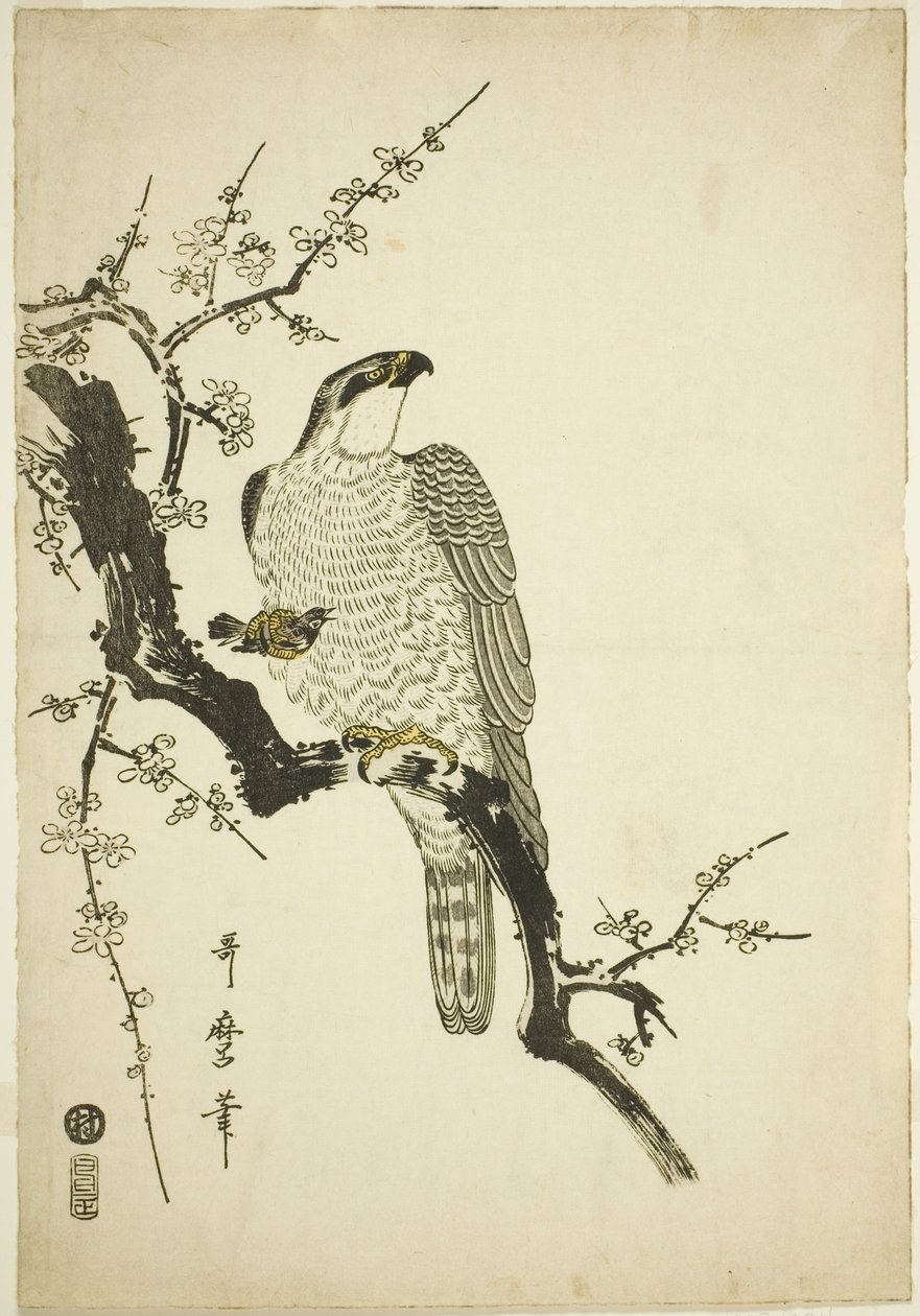 Falke auf einem Pflaumenzweig von Kitagawa Utamaro