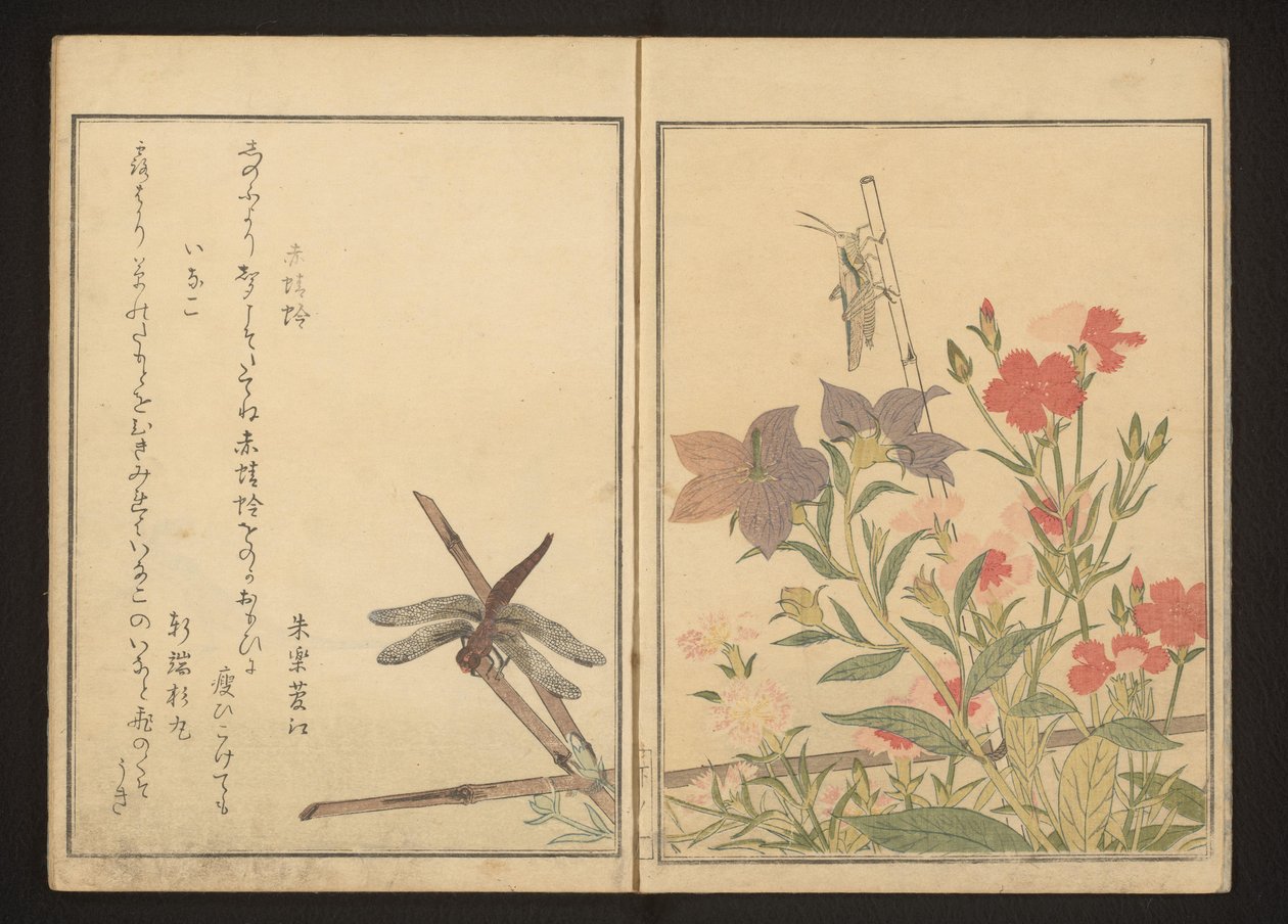 Rote Libelle und Heuschrecke bei Nelken von Kitagawa Utamaro