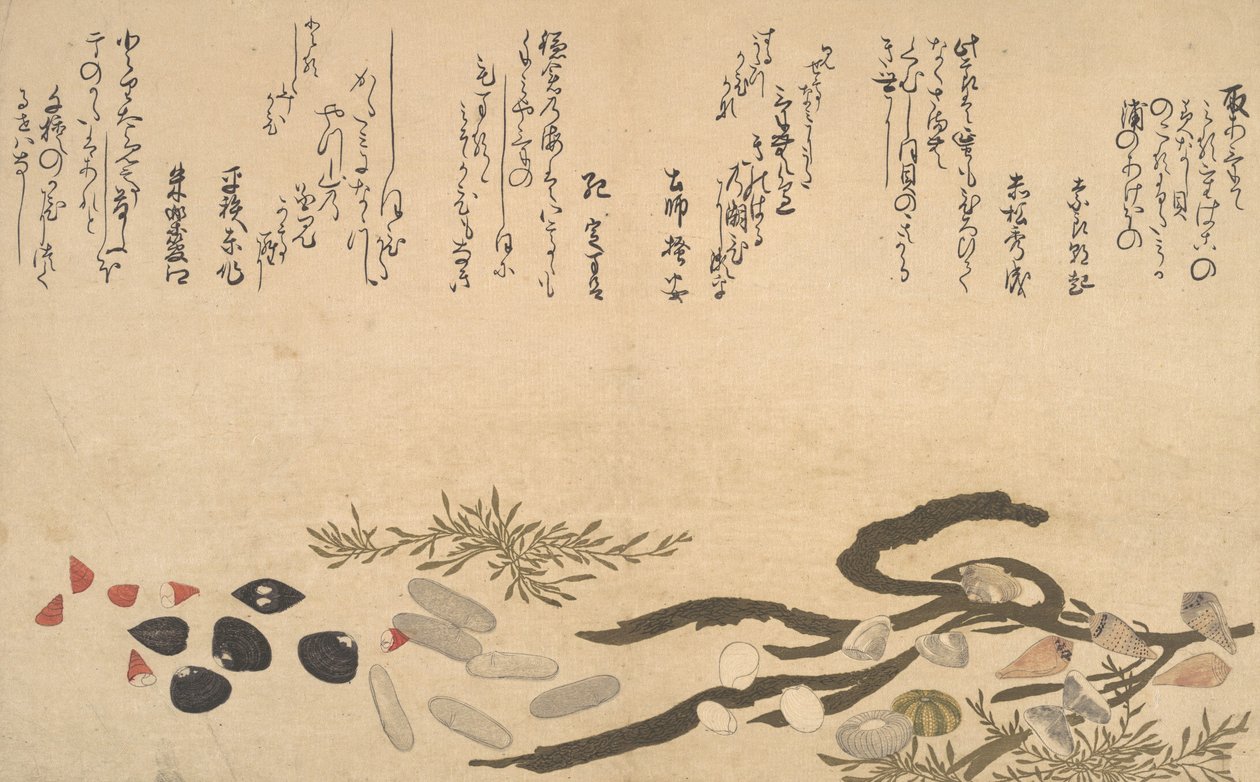 Muscheln unter Wasser, 1790 von Kitagawa Utamaro
