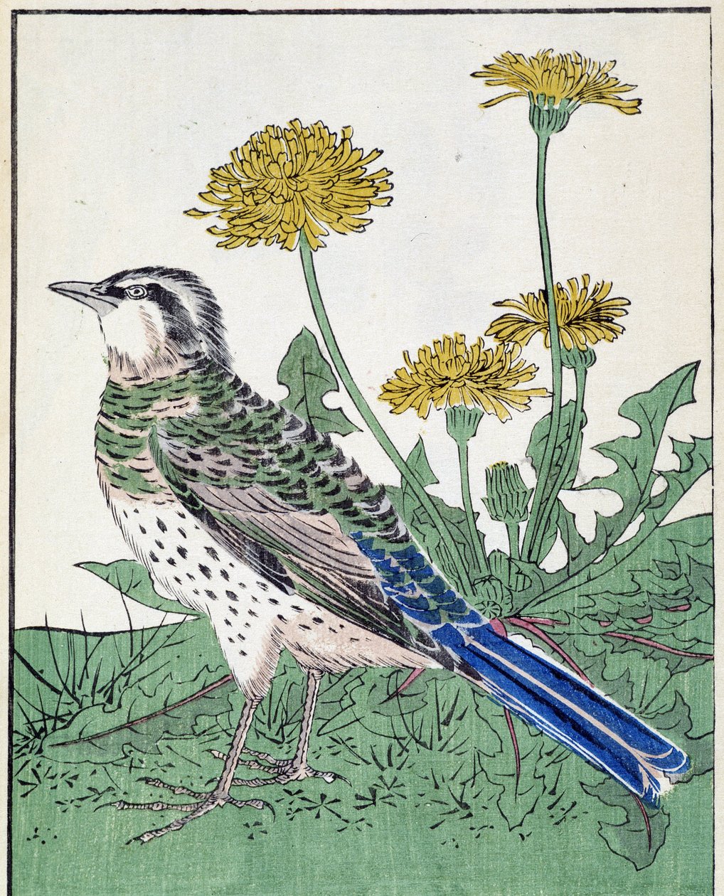 Vogel. Japanische Zeichnung von Kitao Kosuisai von Kitao Shigemasa