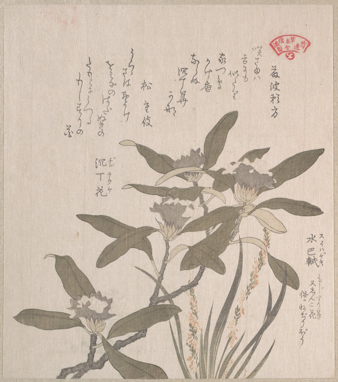 Daphne odora und Mojisuri-so von Kubo Shunman