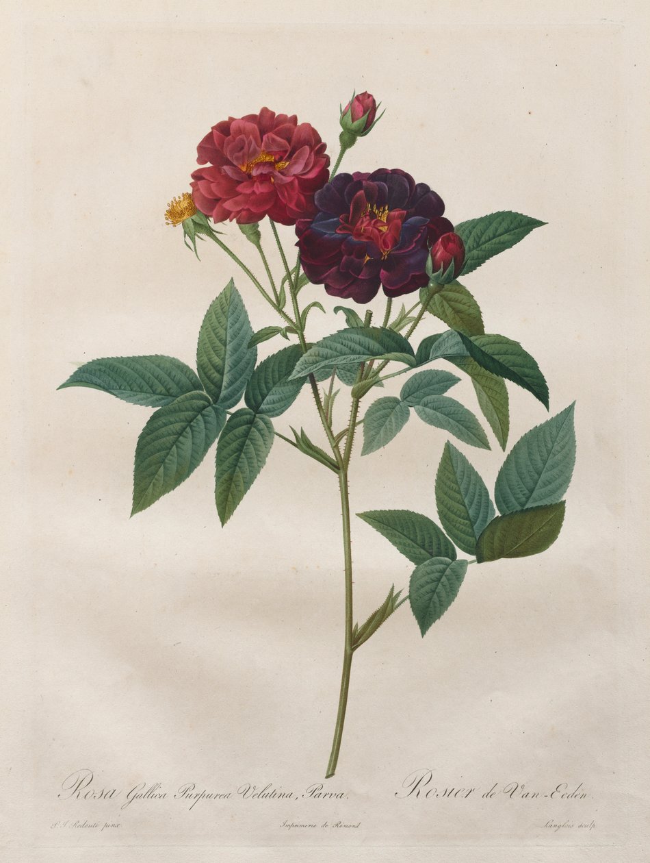 Die Rosen: Rosa Gallica Purpurea Velutina Parva, 1817-1824 von Langlois
