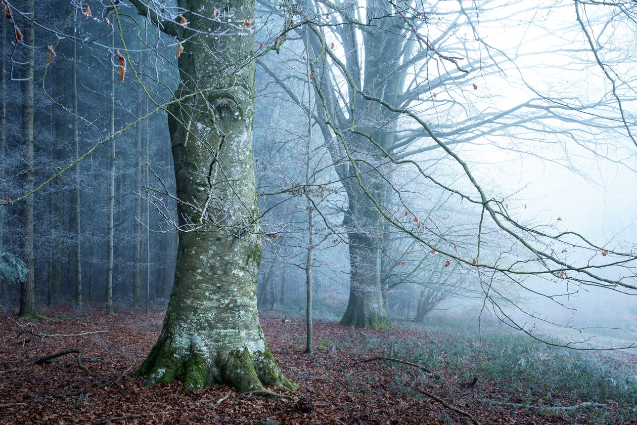 Mooslicht von Lee Cooper