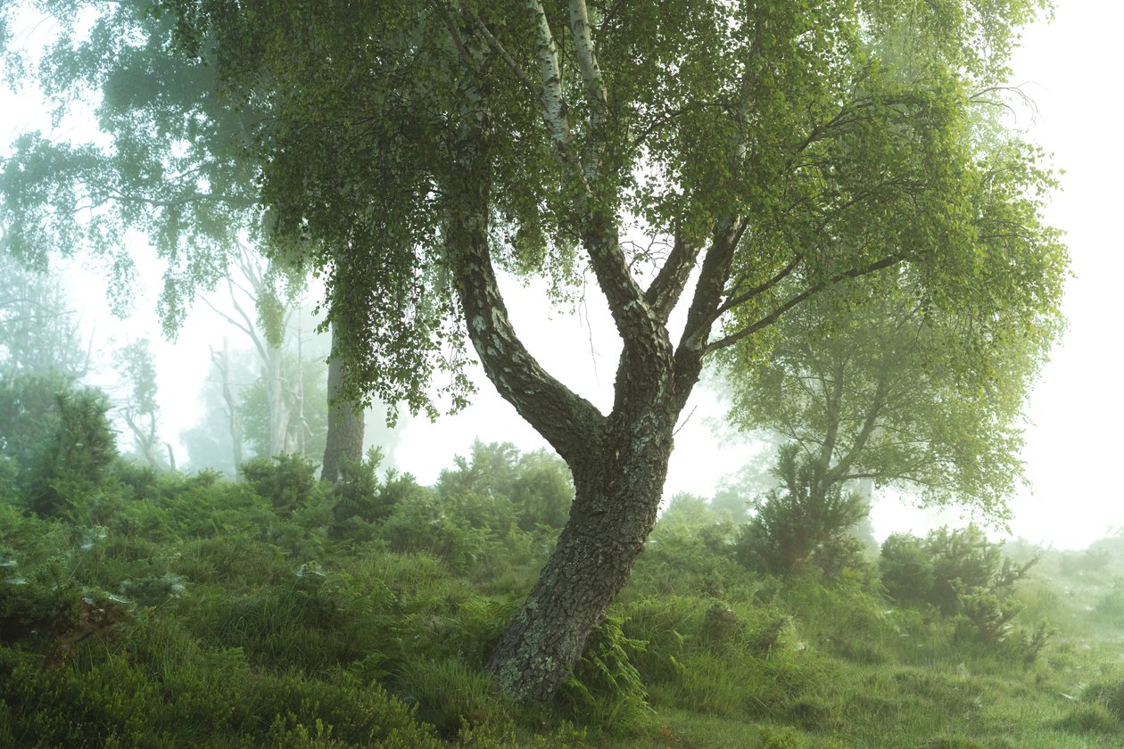 Geschichten des Waldes III von Lee Cooper