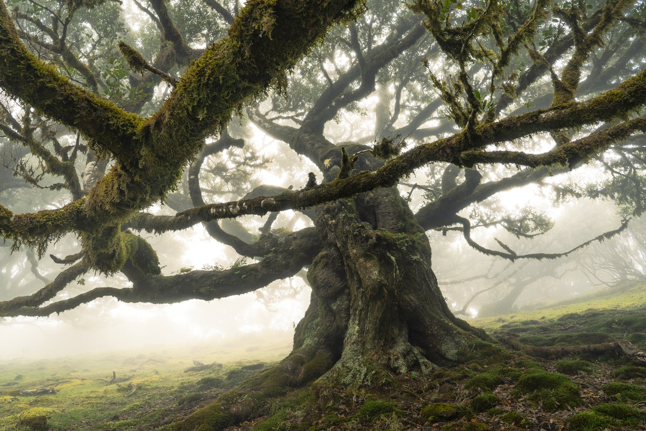 Der Wald bleibt II von Lee Cooper