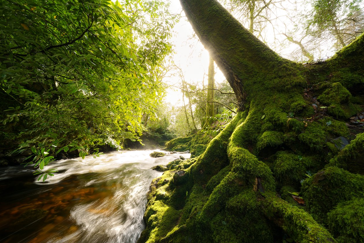 Zwielicht-Hain von Lee Cooper