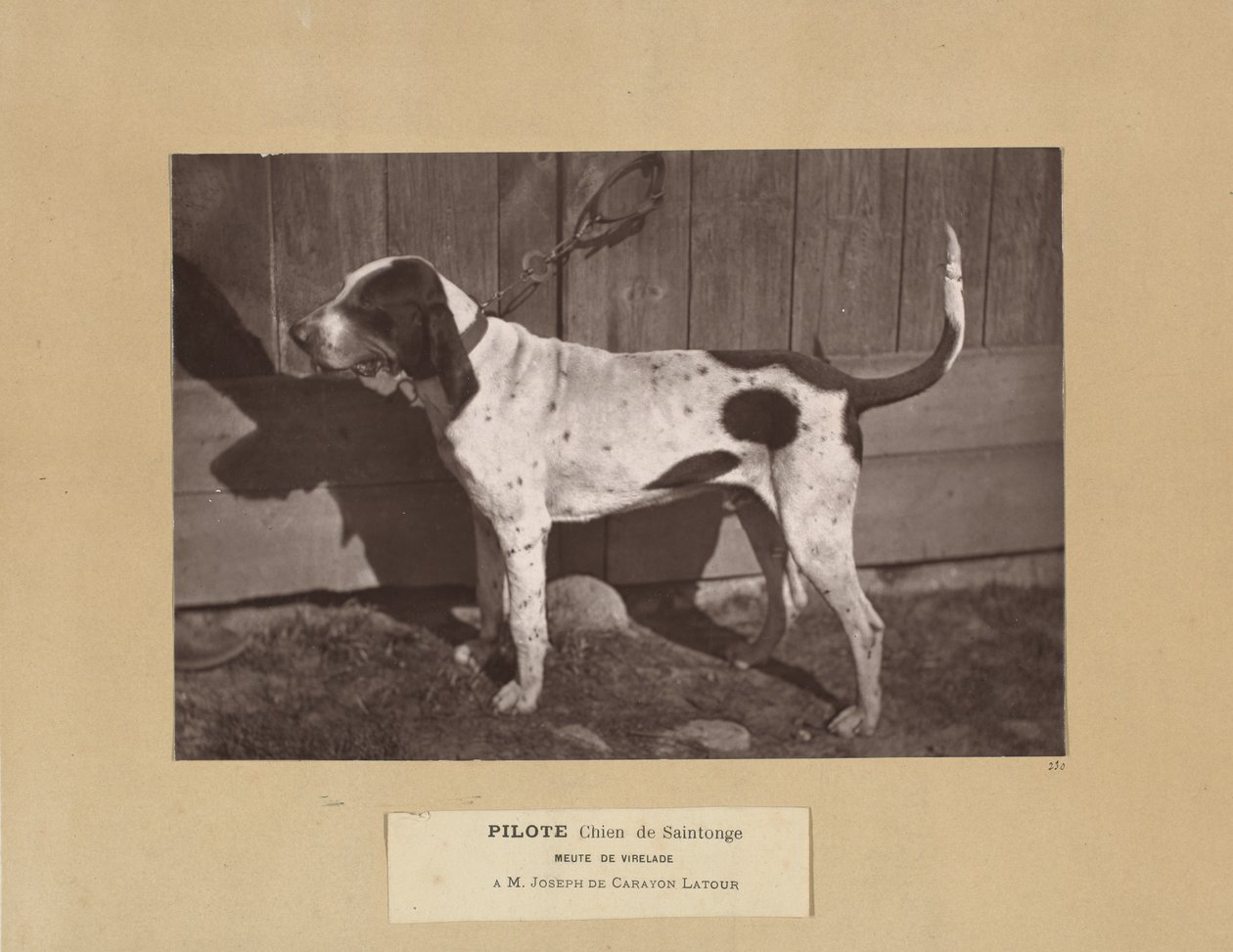Pilote, Chien de Saintonge, Meute de Virelade, A.M. Joseph de Carayon Latour von Leon Cremiere