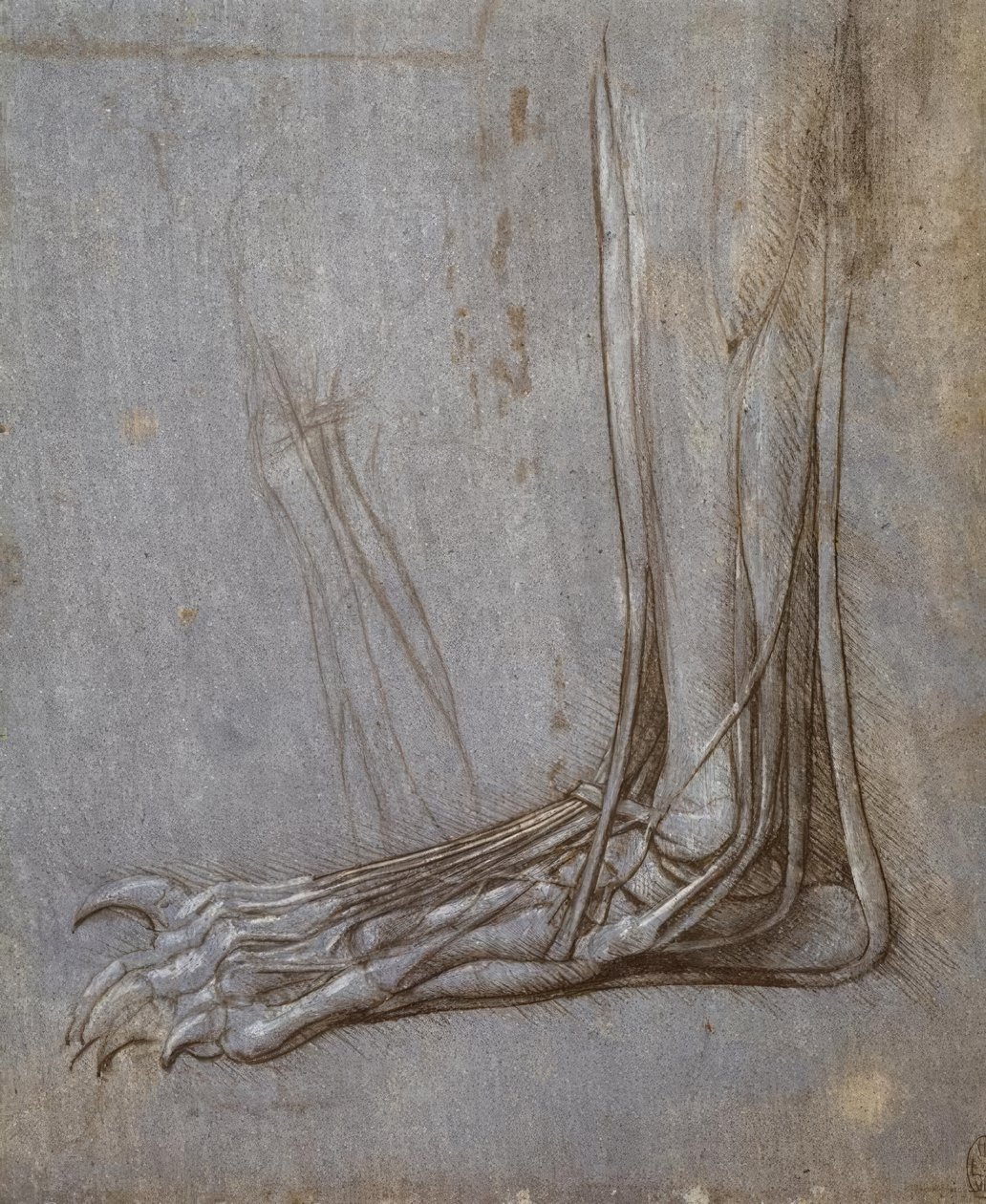 Strecksehnen der Zehen einer Bärentatze von Leonardo da Vinci