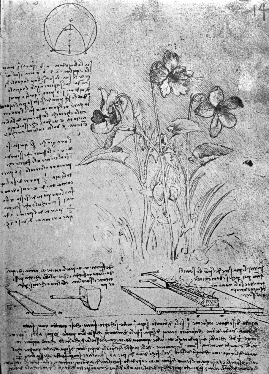 Studien von Veilchen (Viola odorata und Viola canina), fol. 14r aus Manuskript B, ca. 1487-90 von Leonardo da Vinci