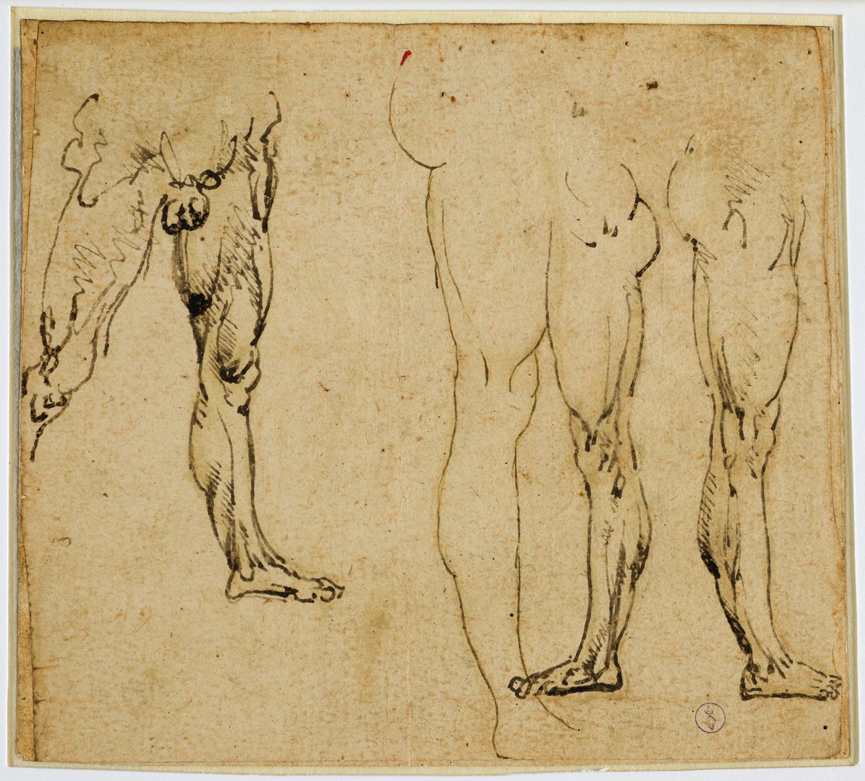 Studien männlicher Beine, ca. 1485-1487 von Leonardo da Vinci