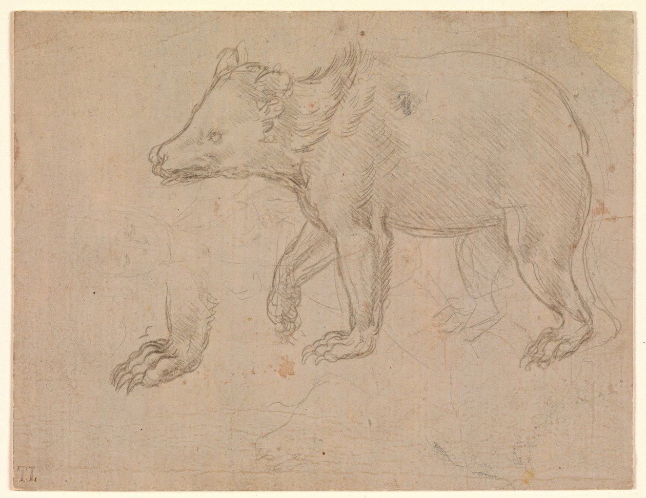 Ein Bär beim Gehen von Leonardo da Vinci