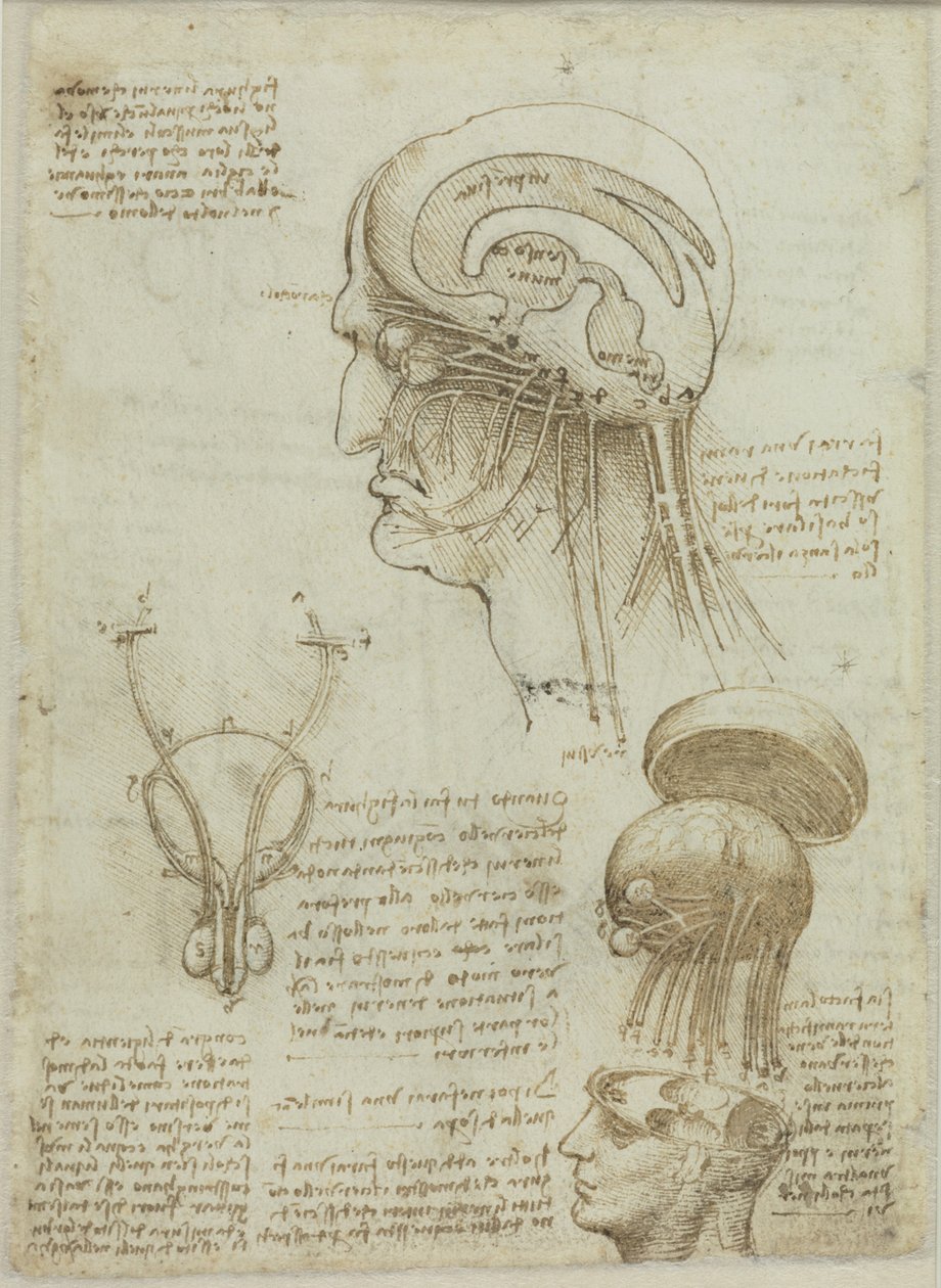 Ein Manuskriptblatt mit anatomischen Zeichnungen und Notizen, 1506-1508 von Leonardo da Vinci