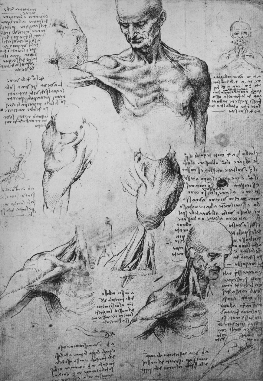 Anatomische Zeichnungen eines Männerhalses und Schultern