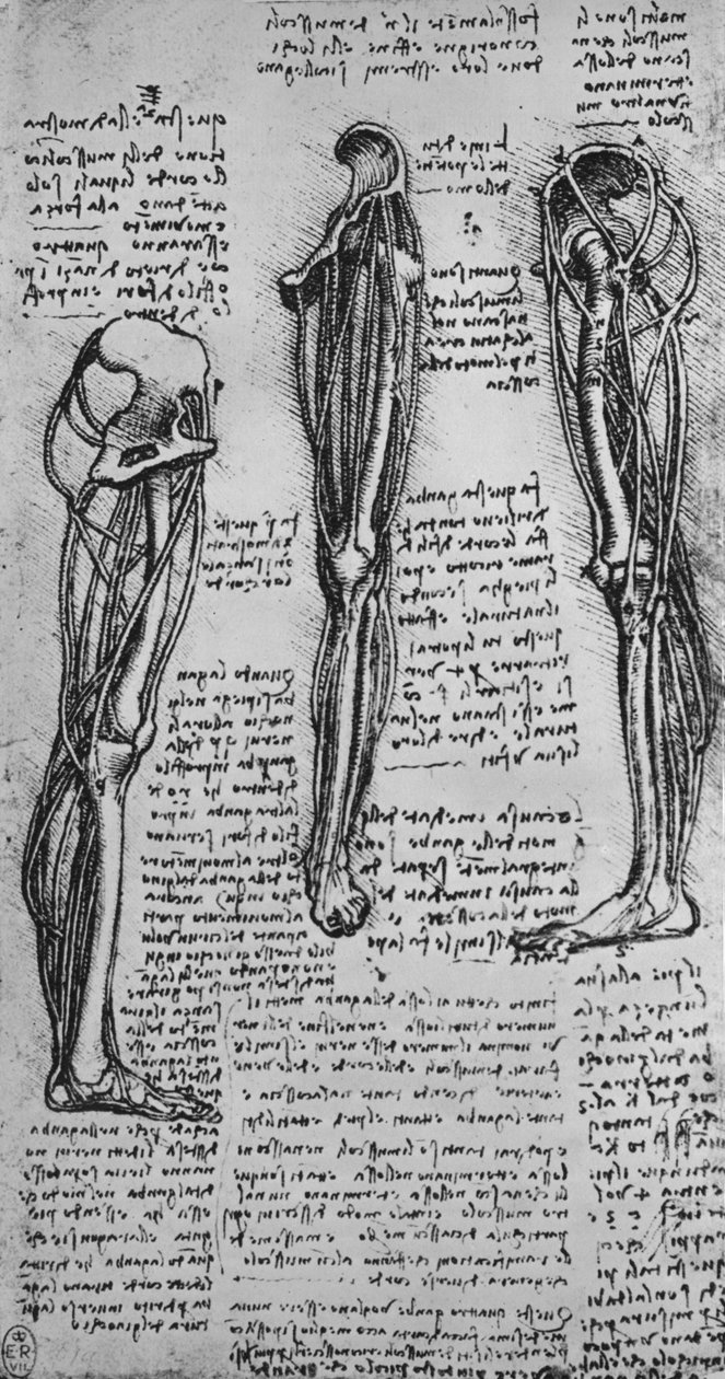 Zeichnungen eines linken Beins, das Knochen und Sehnen zeigt, um 1480 von Leonardo da Vinci