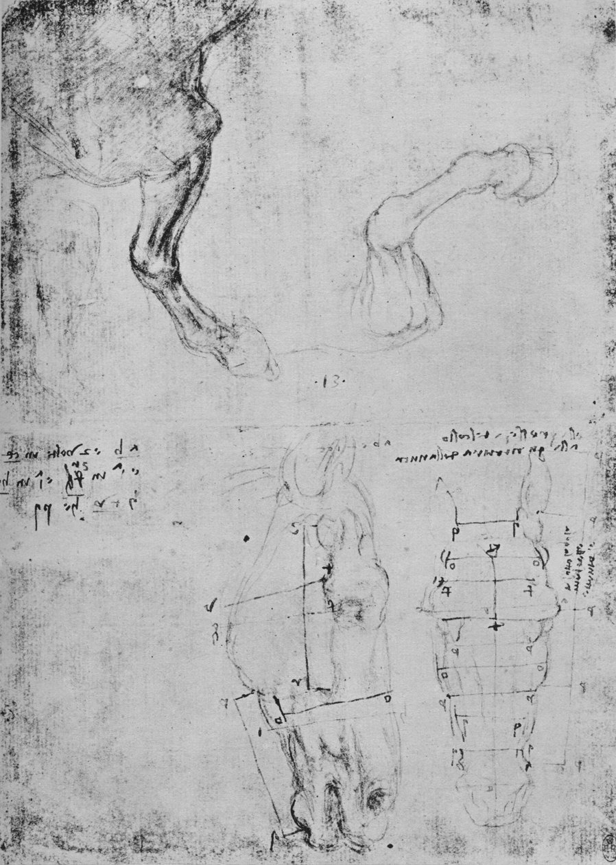 Studien von Pferde-Vorderbeinen und gemessene Zeichnungen von Pferdeköpfen von Leonardo da Vinci