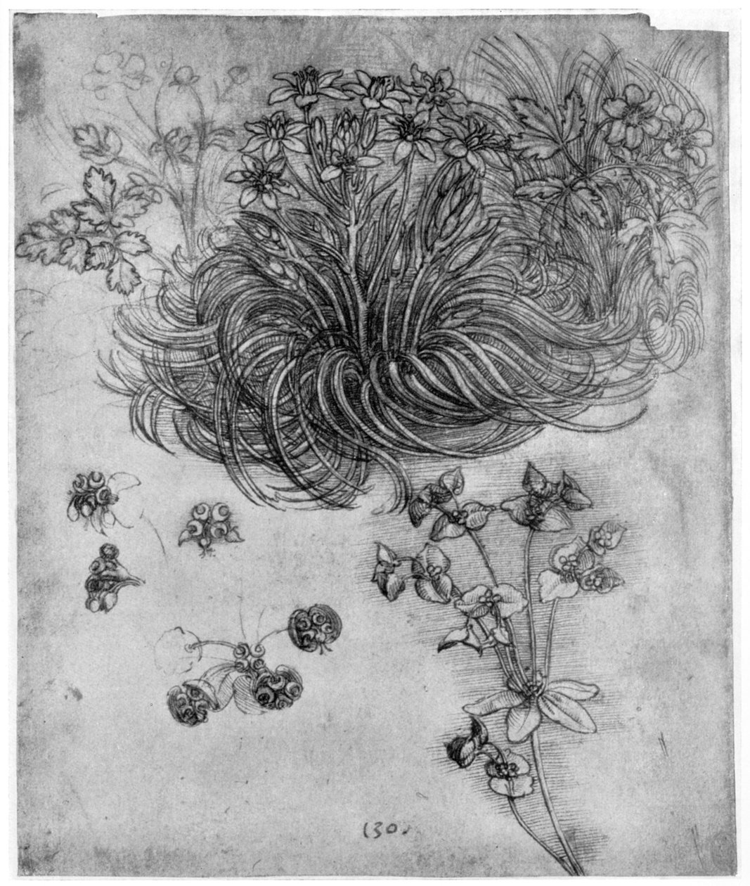 Studie einer Stern von Bethlehem Pflanze, 1505-1507, 1954 von Leonardo da Vinci